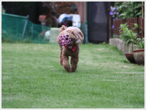 b0175688_21050851.gif