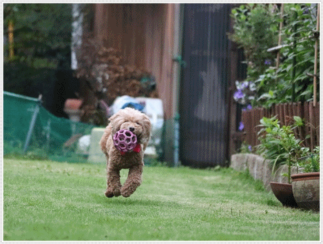 b0175688_21051496.gif