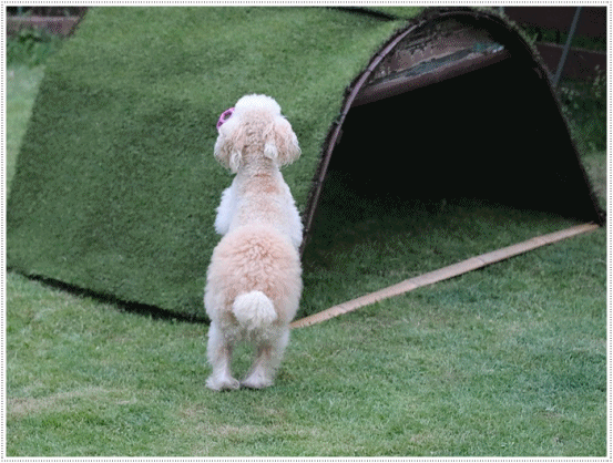 b0175688_21074133.gif
