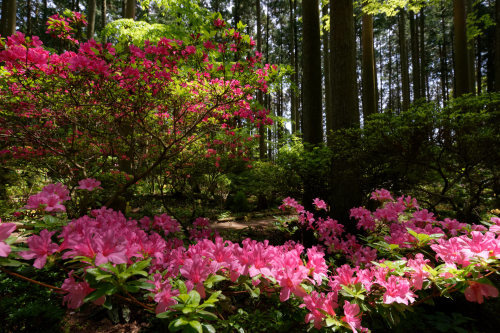 高天山野草園　_e0366896_22463873.jpg