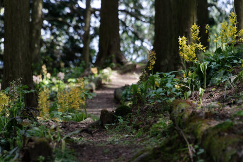 高天山野草園　_e0366896_22465544.jpg