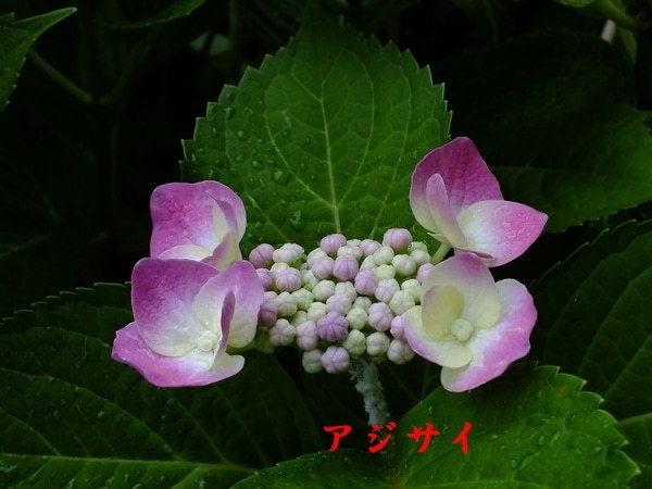 e0111299_15524434.jpg