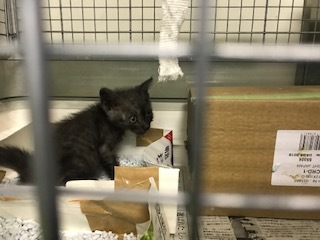 【猫・移動先募集】センター(支所)収容子猫(7/6訪問)_f0242002_19282598.jpg