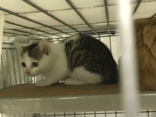 【猫・移動先募集】センター(支所)収容子猫(7/6訪問)_f0242002_19283062.jpg