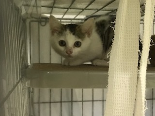 【猫・移動先募集】センター(支所)収容子猫(7/6訪問)_f0242002_19283418.jpg