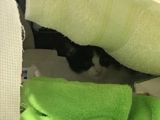 【猫・移動先募集】センター(支所)収容子猫(7/6訪問)_f0242002_19284614.jpg