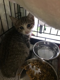 【猫・移動先募集】センター(支所)収容子猫(7/6訪問)_f0242002_19285254.jpg