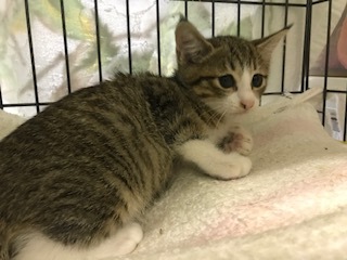 【猫・移動先募集】センター(支所)収容子猫(7/6訪問)_f0242002_19290830.jpg