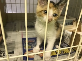 【猫・移動先募集】センター(支所)収容子猫(7/6訪問)_f0242002_19293996.jpg
