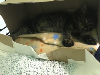 【猫・移動先募集】センター(支所)収容子猫(7/6訪問)_f0242002_19294620.jpg