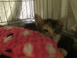 【猫・移動先募集】センター(支所)収容子猫(7/6訪問)_f0242002_19300439.jpg