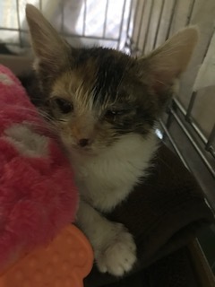 【猫・移動先募集】センター(支所)収容子猫(7/6訪問)_f0242002_19301883.jpg