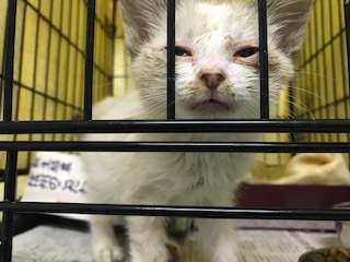 【猫・移動先募集】センター(支所)収容子猫(7/6訪問)_f0242002_19374347.jpg