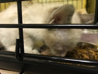 【猫・移動先募集】センター(支所)収容子猫(7/6訪問)_f0242002_19380449.jpg
