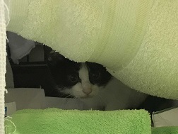 【猫・移動先募集】センター(支所)収容子猫(7/6訪問)_f0242002_19393658.jpg