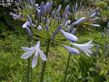 a0203003_20262351.jpg