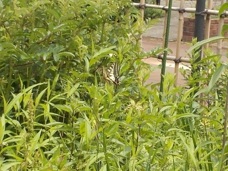 a0203003_20265037.jpg