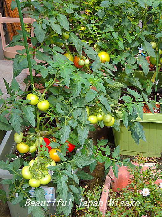 c0067206_15461566.jpg