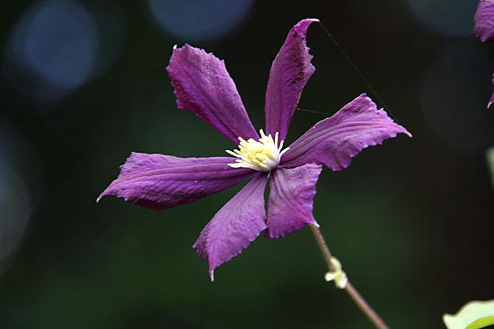 散歩コースの花壇でダリア、コスモス等とアゲハ_e0255509_20394119.jpg