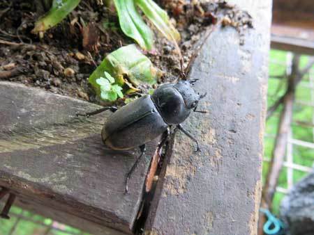 ププちゃん来てくれた！　　2019.07.06　　_e0001110_18280297.jpg