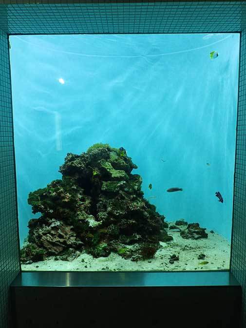 葛西臨海水族園 伊豆七島の海3 浅い海に棲む多彩な魚たち 続々 動物園ありマス 葛西臨海水族園 伊豆七島の海3 浅い海に棲む多彩な魚たち 続々 動物園ありマス