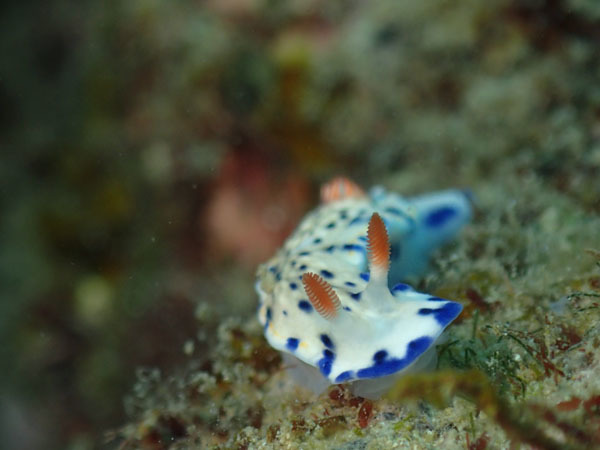 d0164831_16234476.jpg