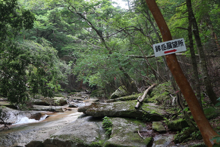 鉾岳でツチビノキを愛でる！_e0272335_20211867.jpg