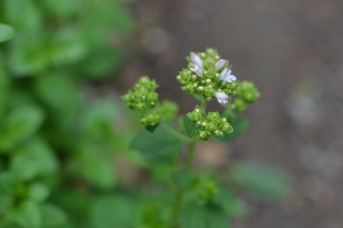 d0282139_10134991.jpg