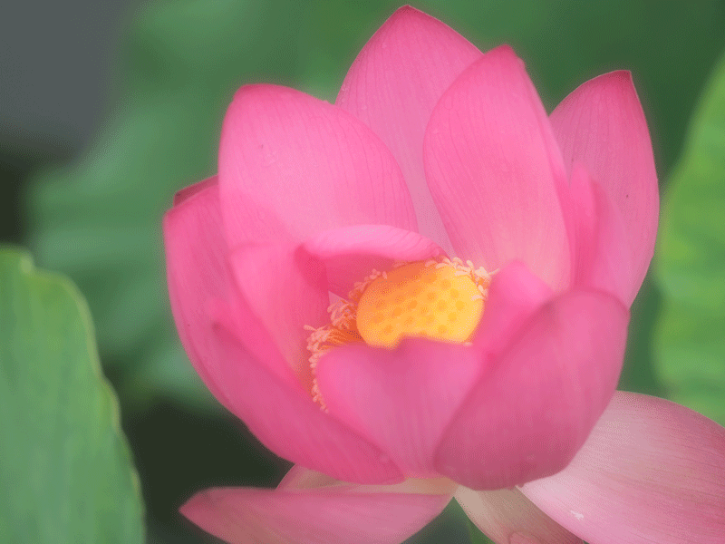 d0290240_15080882.gif