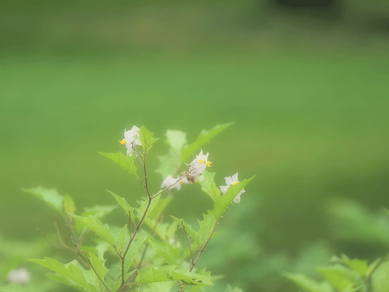 d0290240_17223596.gif