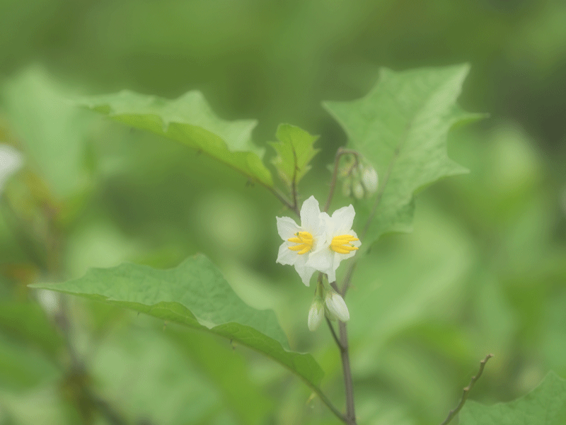 d0290240_17232400.gif