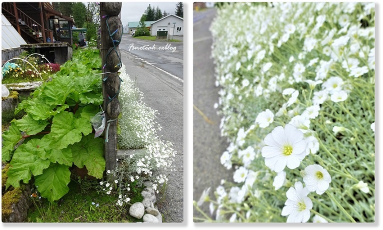 アラスカの夏を散歩する_d0356844_03031876.jpg