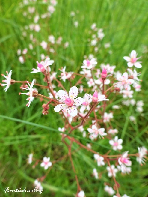 アラスカの夏を散歩する_d0356844_03034937.jpg