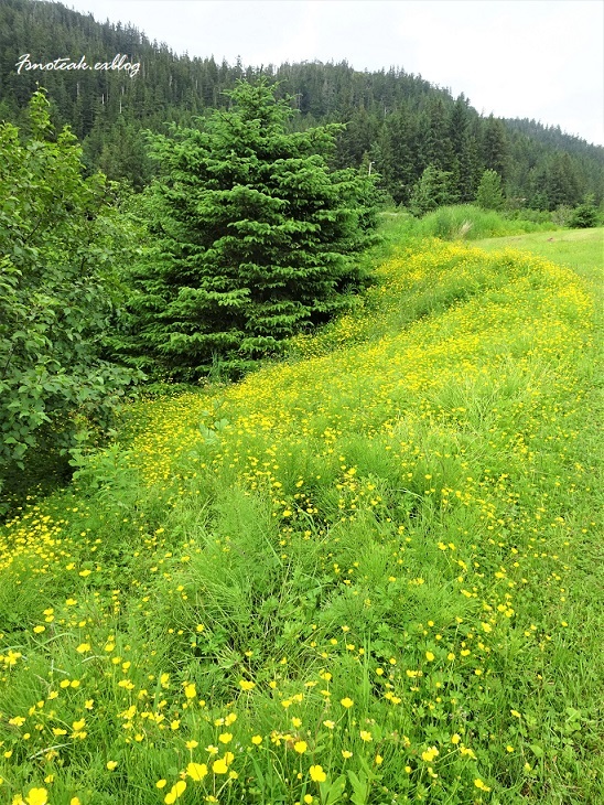 アラスカの夏を散歩する_d0356844_03070594.jpg