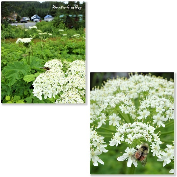 アラスカの夏を散歩する_d0356844_03284136.jpg