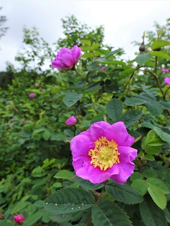 アラスカの夏を散歩する_d0356844_03532997.jpg