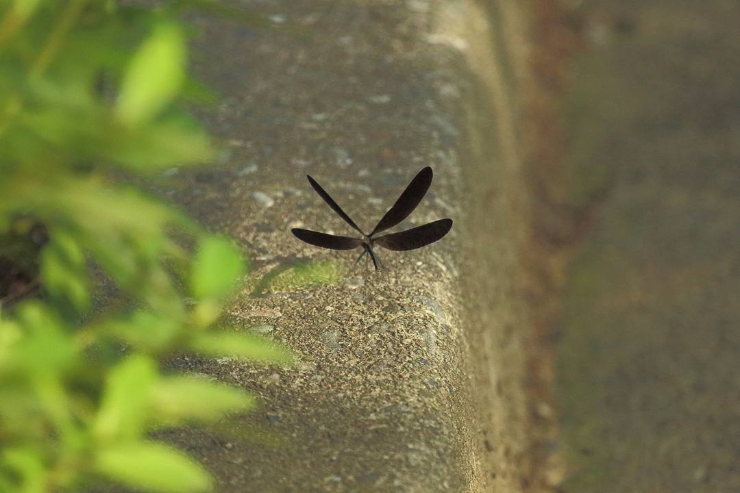 e0403850_15300841.jpg