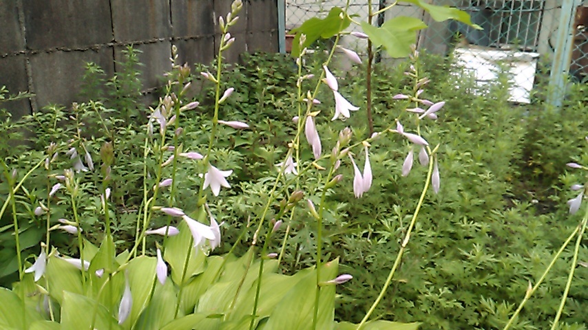 e0036151_21331793.jpg