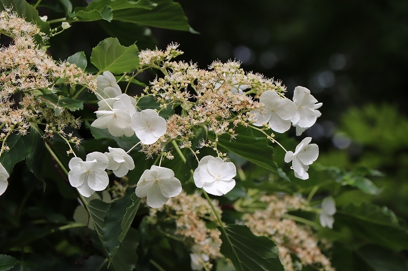 6月23日　再び大沼公園へ　6_b0250154_07590673.jpg