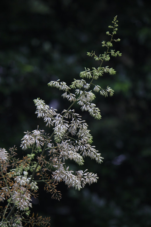 a0248459_01451300.jpg