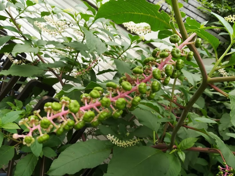 a0248459_13423586.jpg