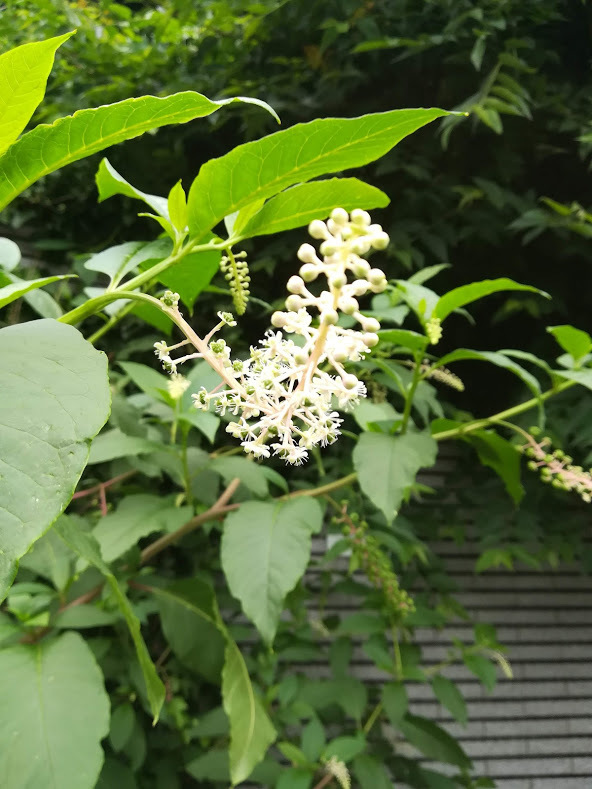 a0248459_13425746.jpg