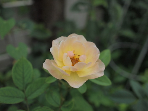 7月の庭_a0335560_23033511.jpg