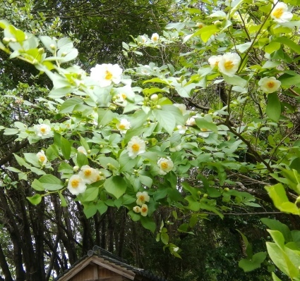 b0368362_12471404.jpg