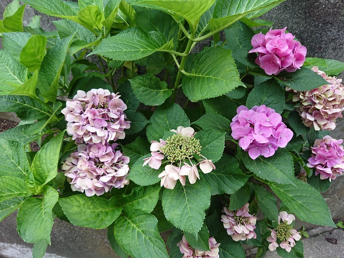 c0100865_04572354.jpg
