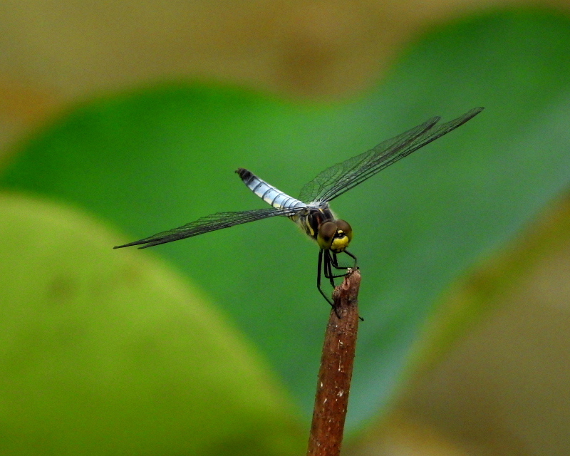 c0305565_17451682.jpg
