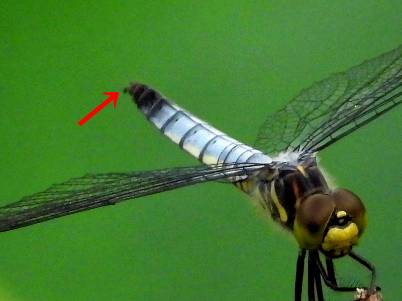 c0305565_17453042.jpg