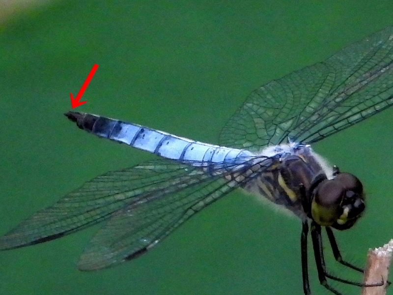 c0305565_17455774.jpg