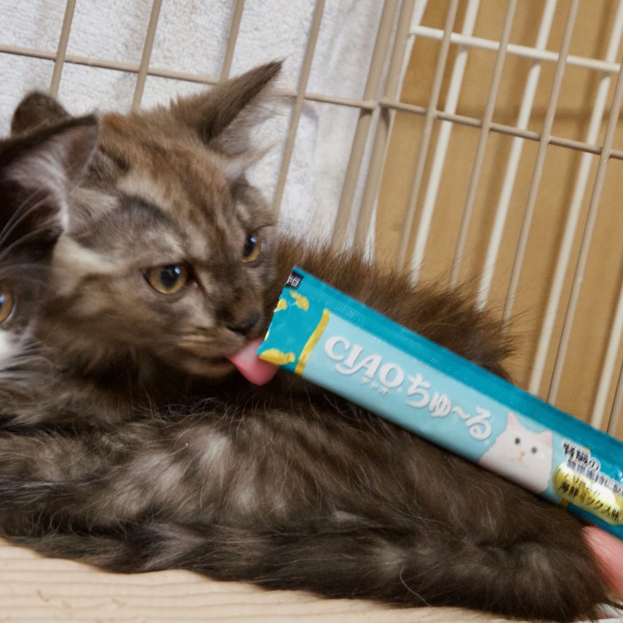 ふわふわ半長毛4ヶ月♪イケメンチョコくん_e0135972_14502199.jpg