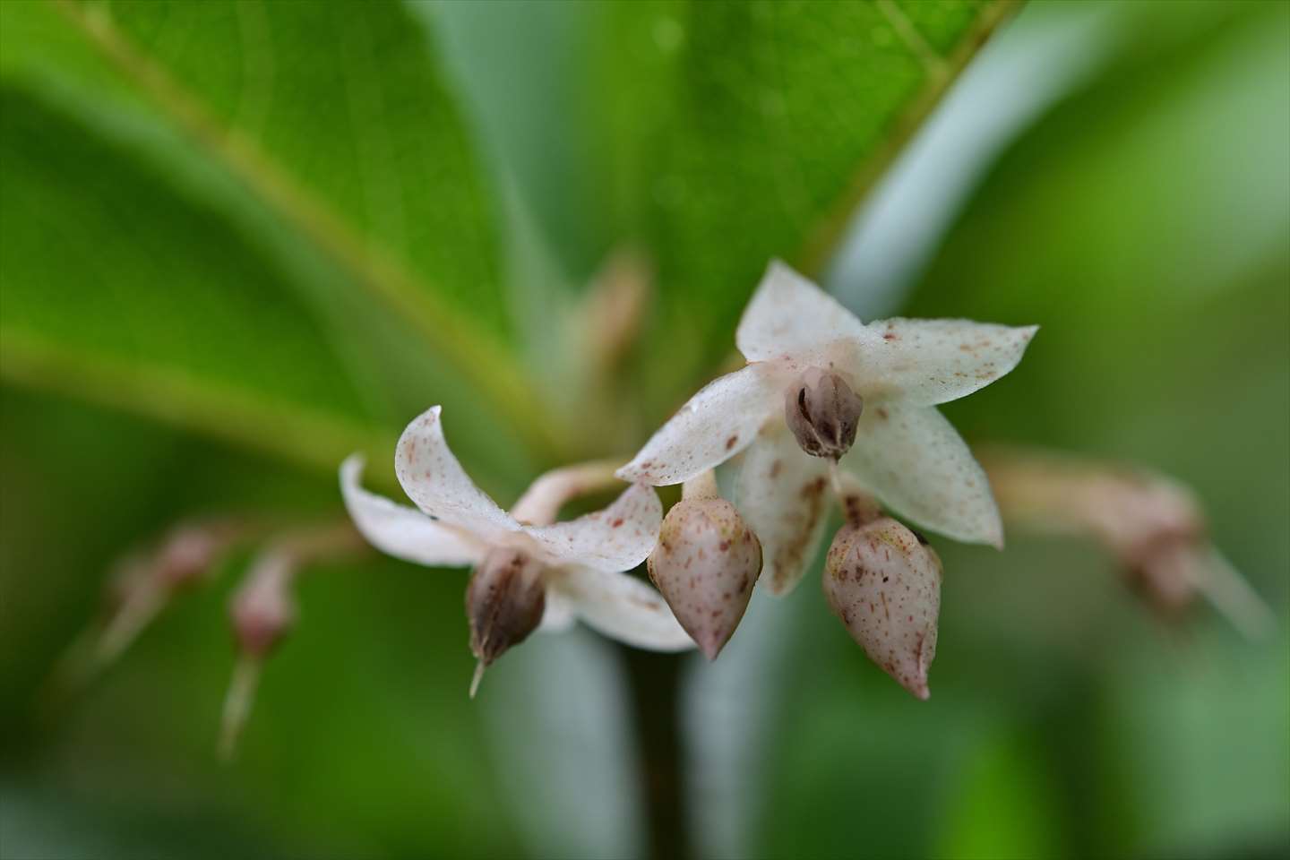 ヤブコウジ 野の花山の花ウォッチング In 奥多摩